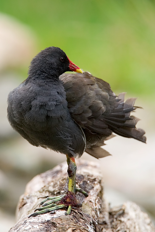 Teichhuhn