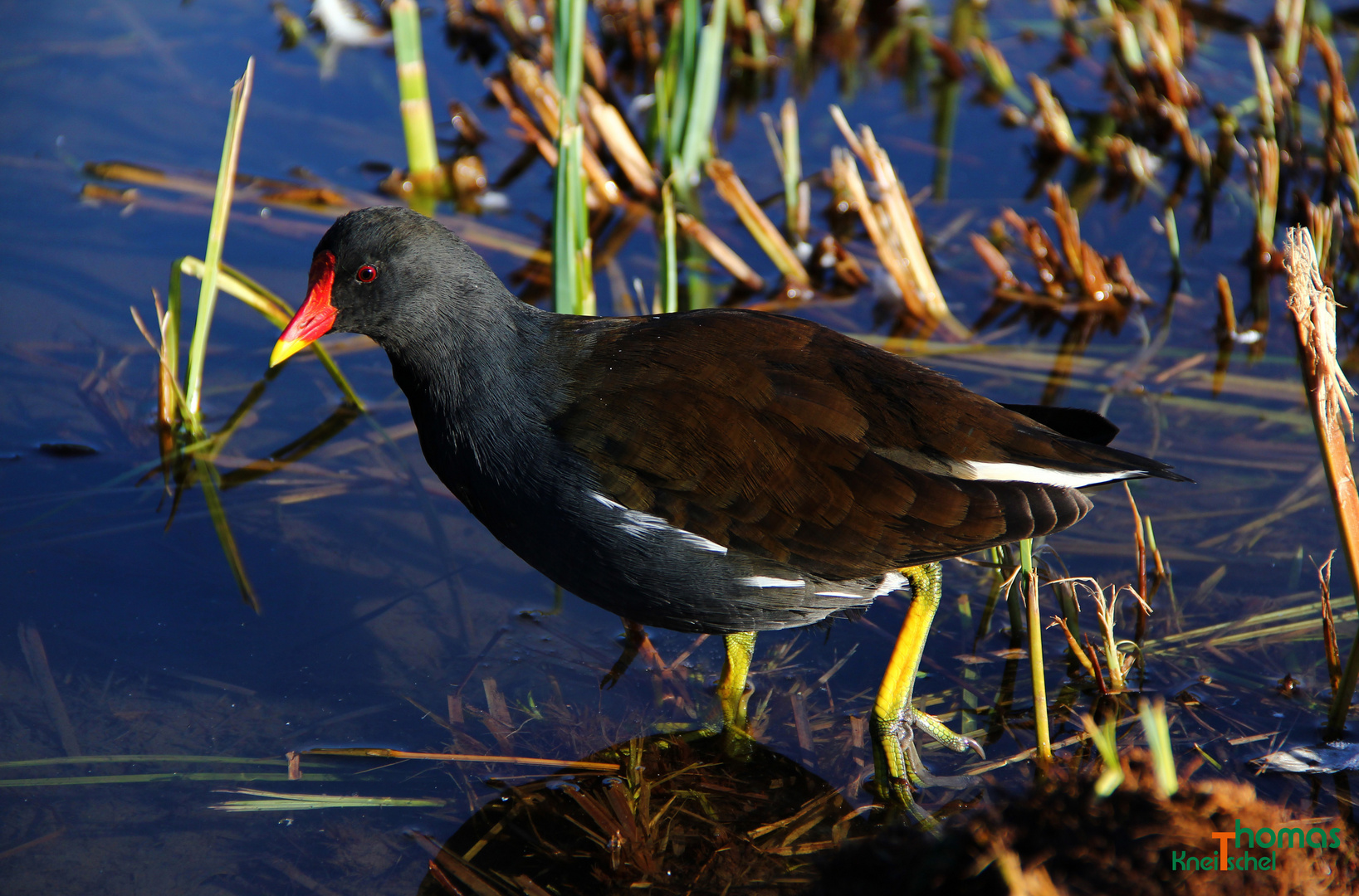 Teichhuhn