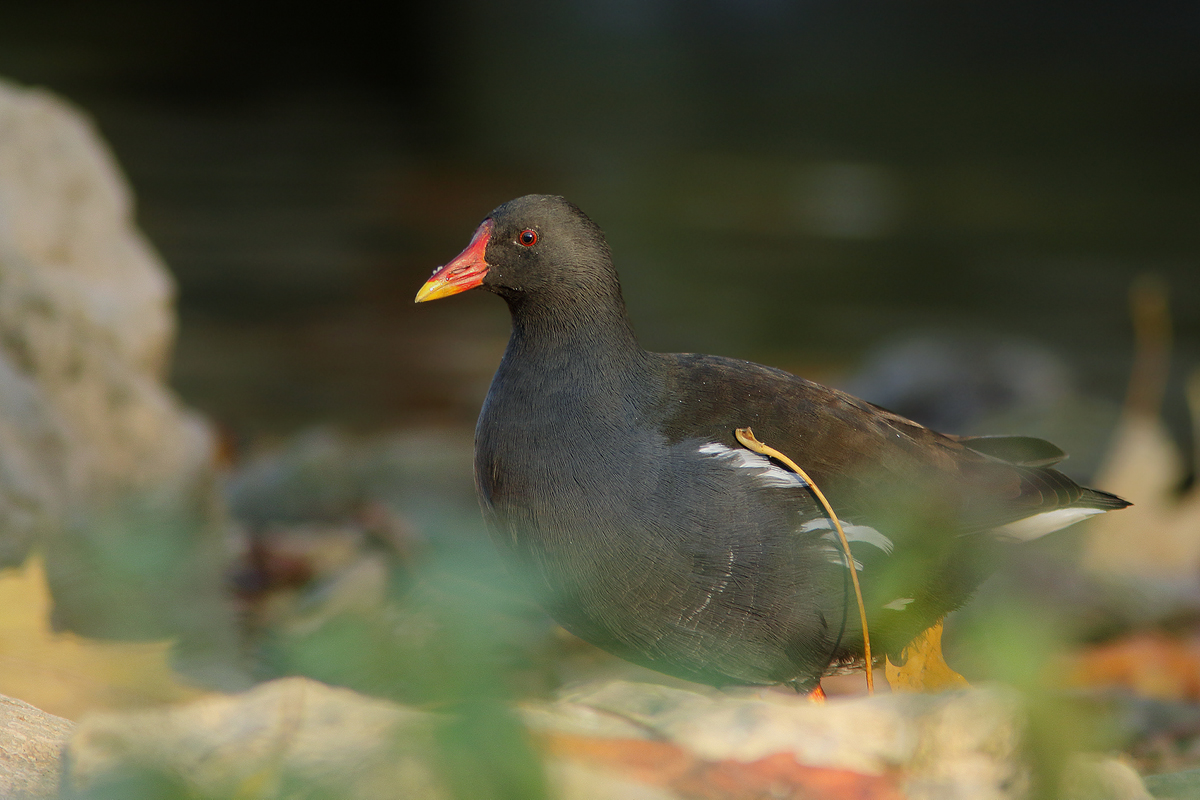 Teichhuhn