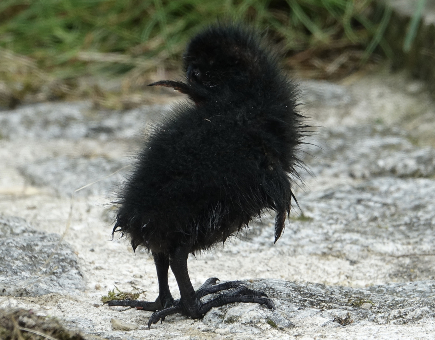 Teichhuhn