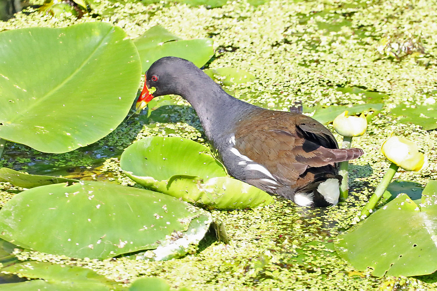 Teichhuhn