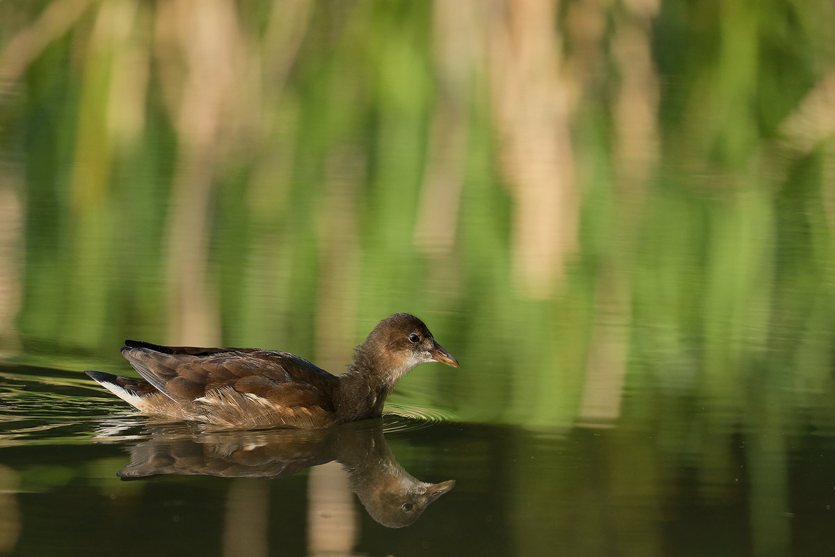 Teichhuhn