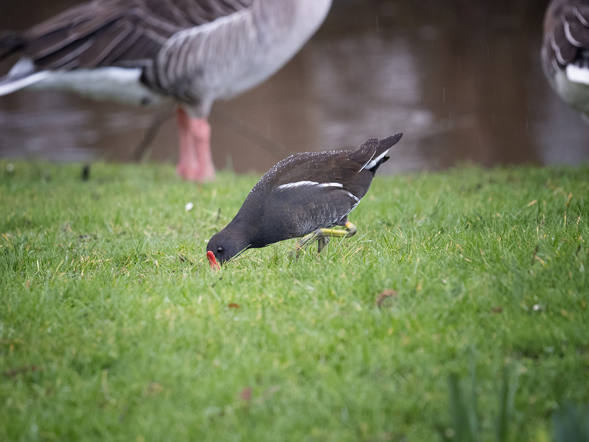 Teichhuhn