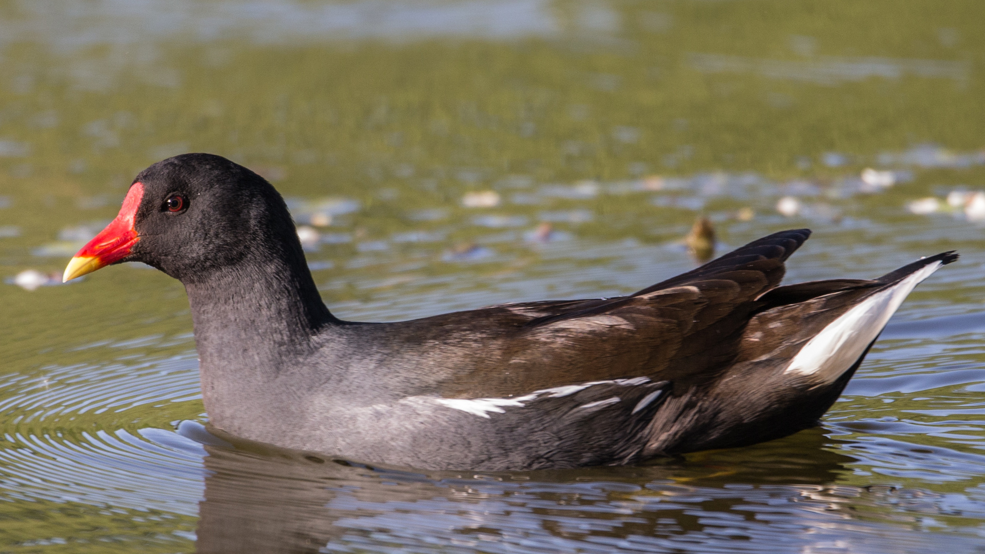 Teichhuhn...