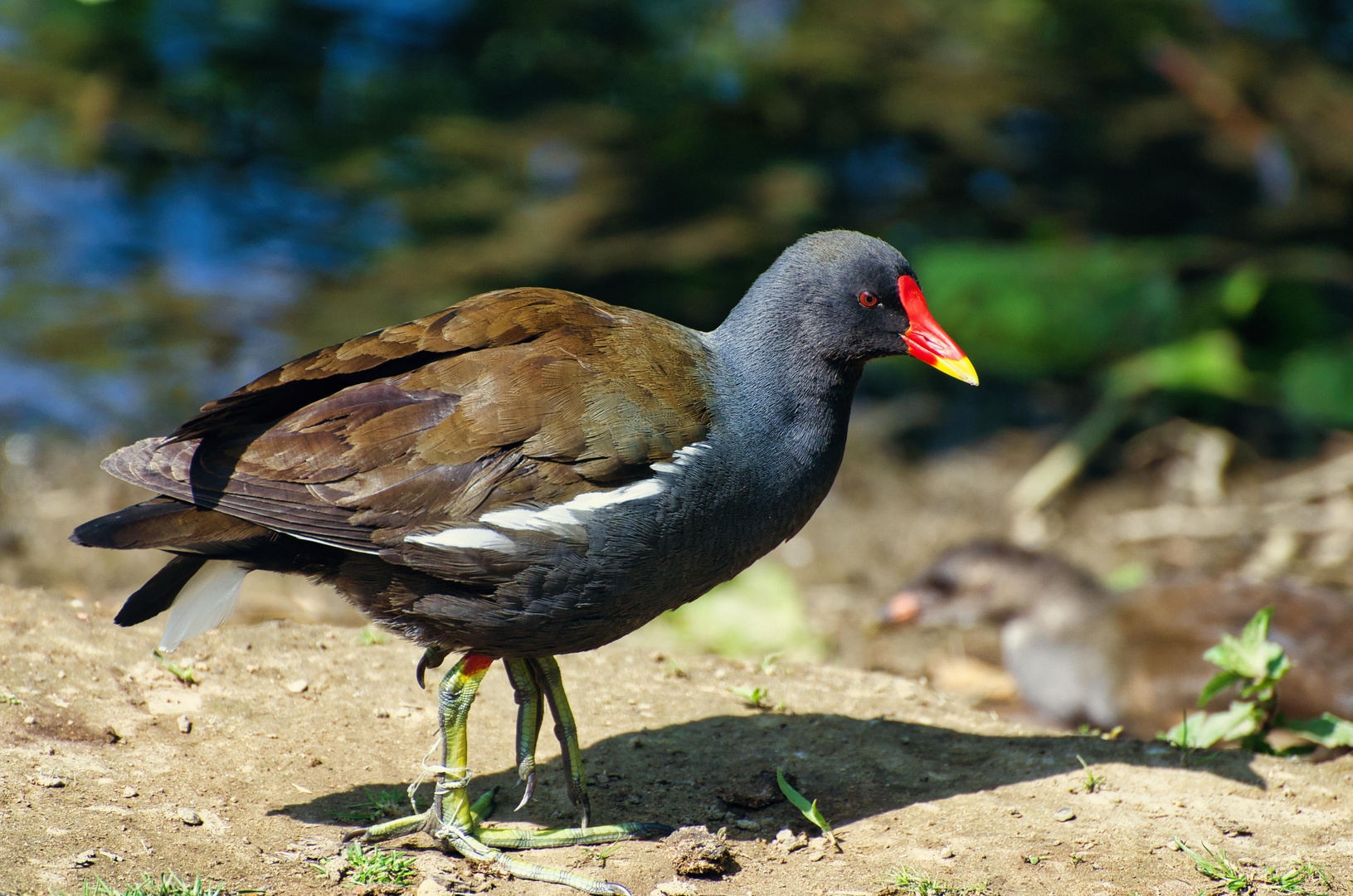 Teichhuhn 