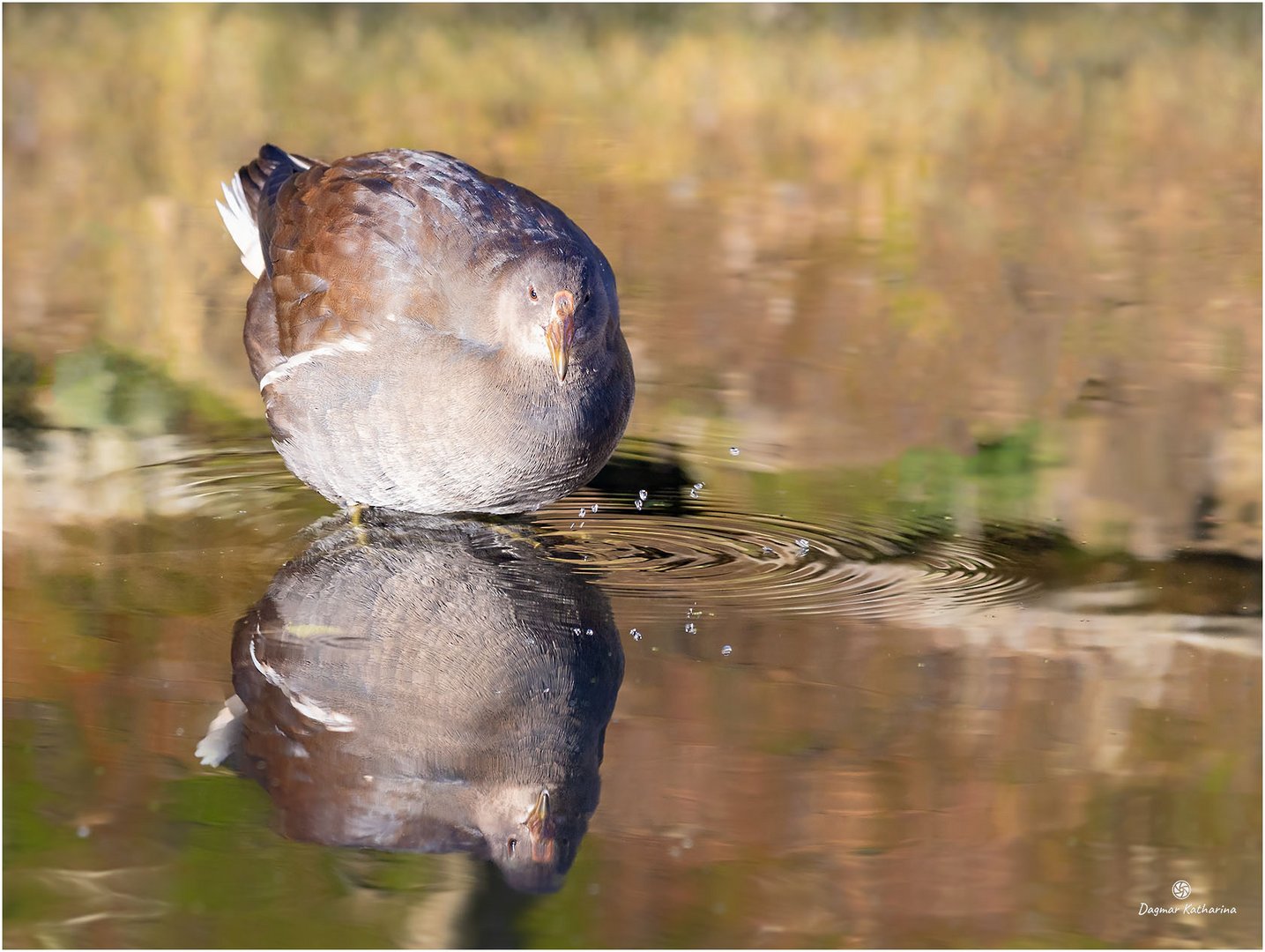 Teichhuhn