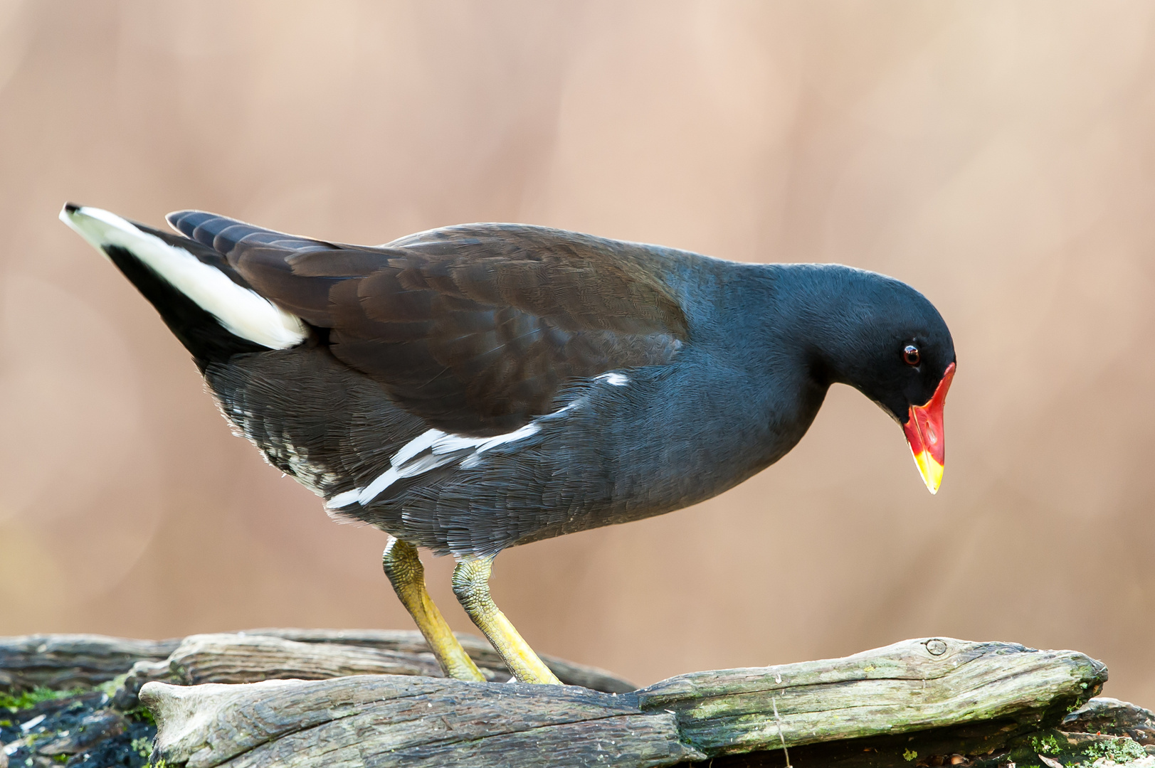 Teichhuhn