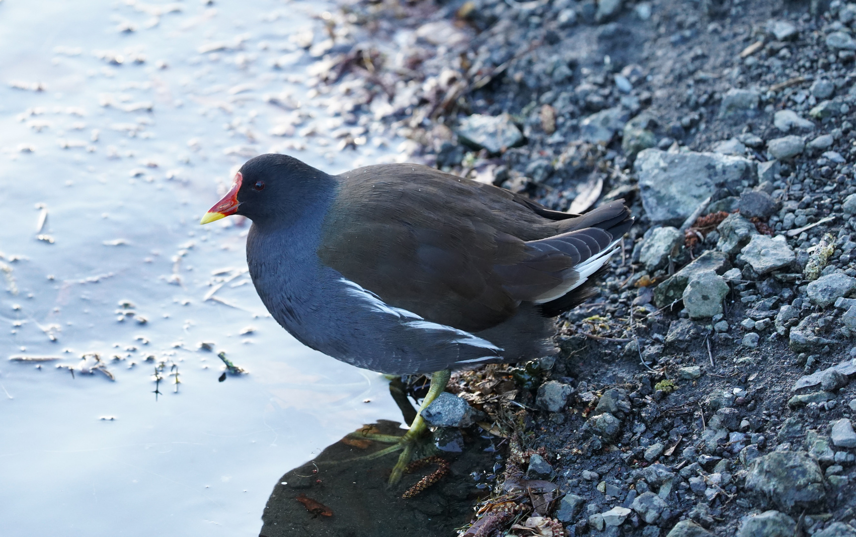 Teichhuhn