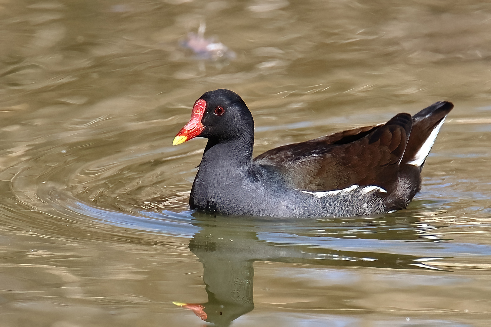 Teichhuhn