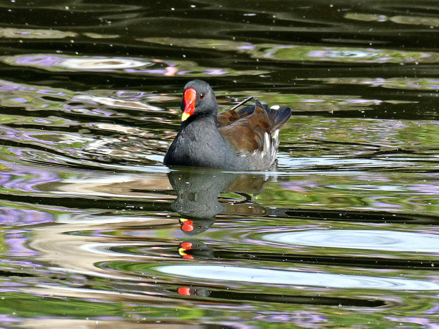 Teichhuhn