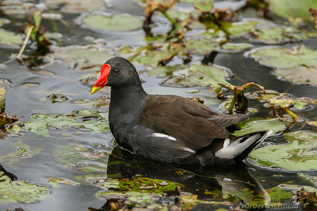 Teichhuhn