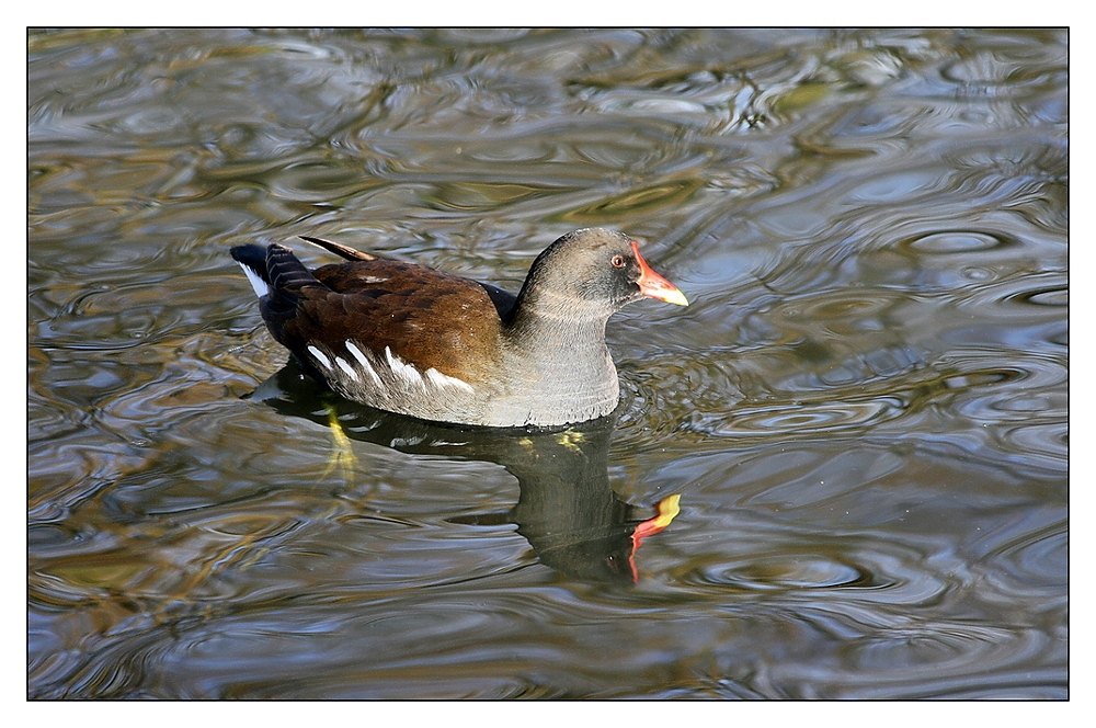 Teichhuhn