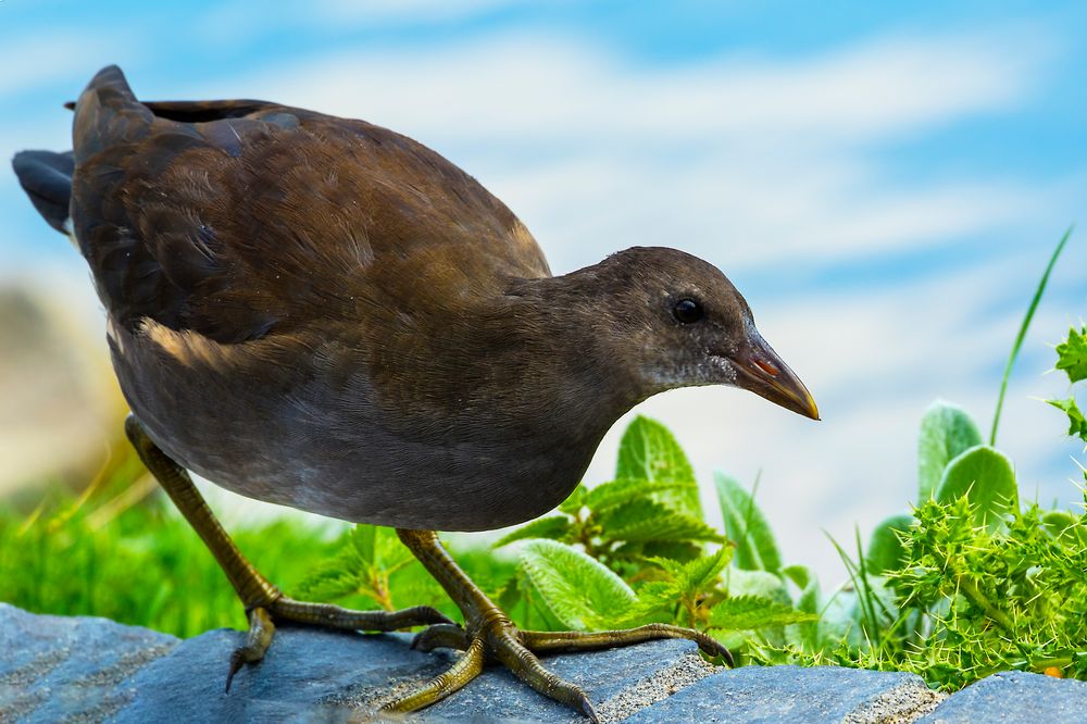 Teichhuhn