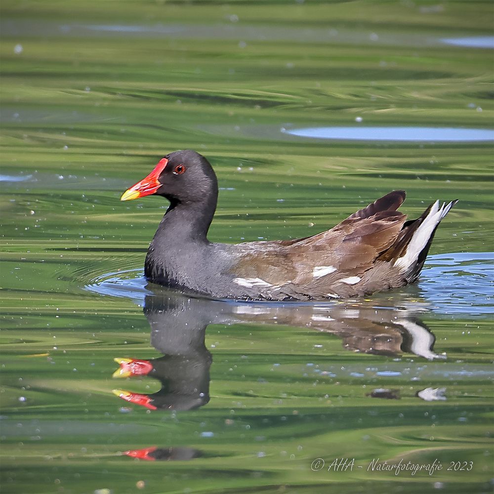 Teichhuhn