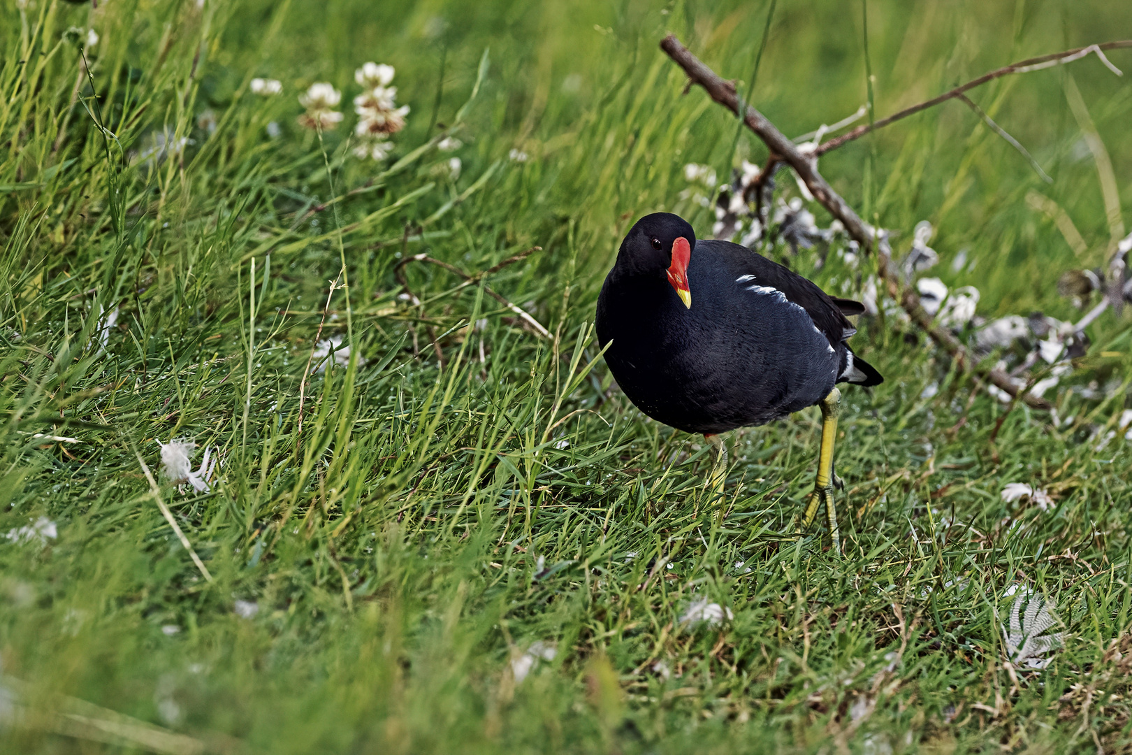 Teichhuhn