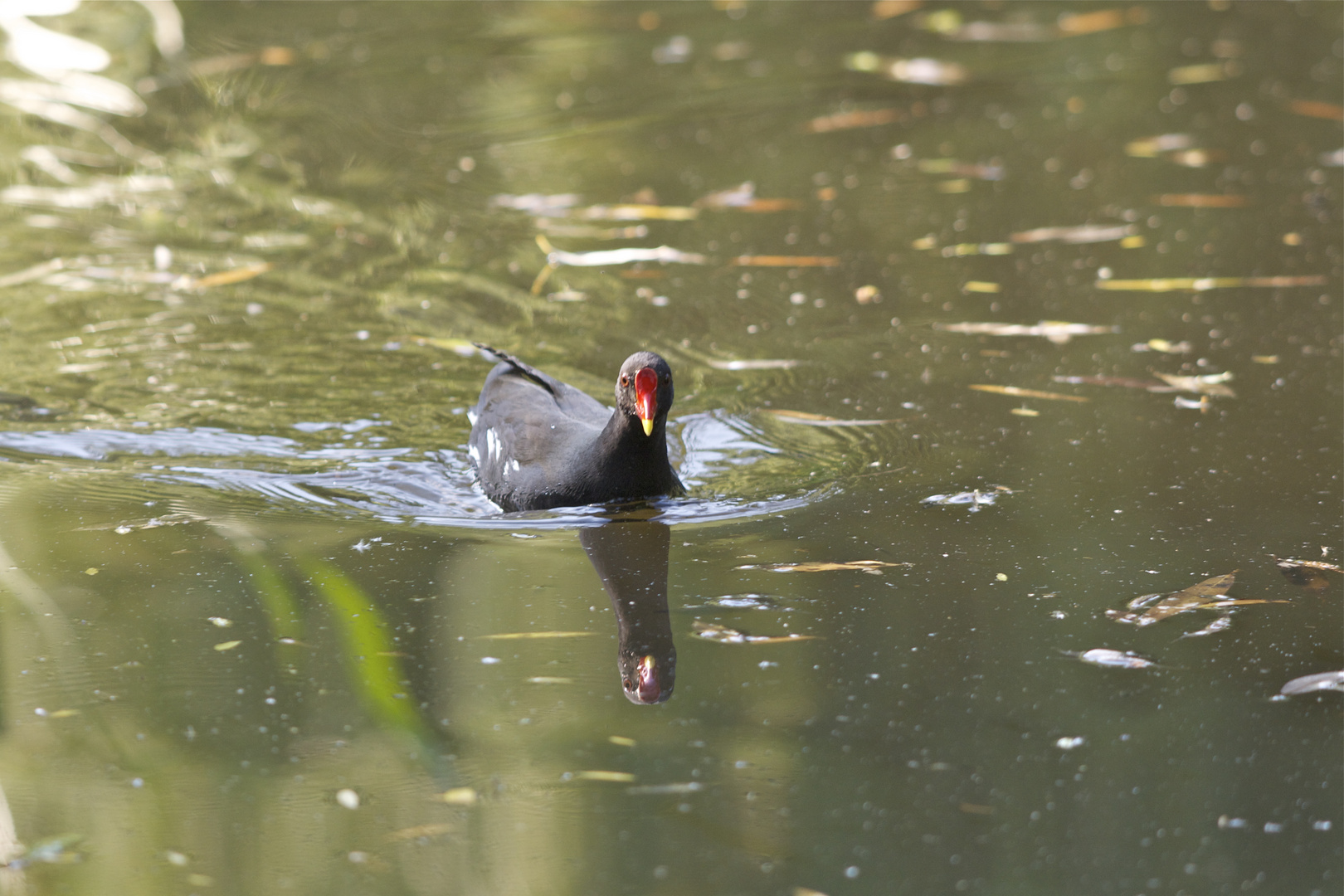 Teichhuhn.............