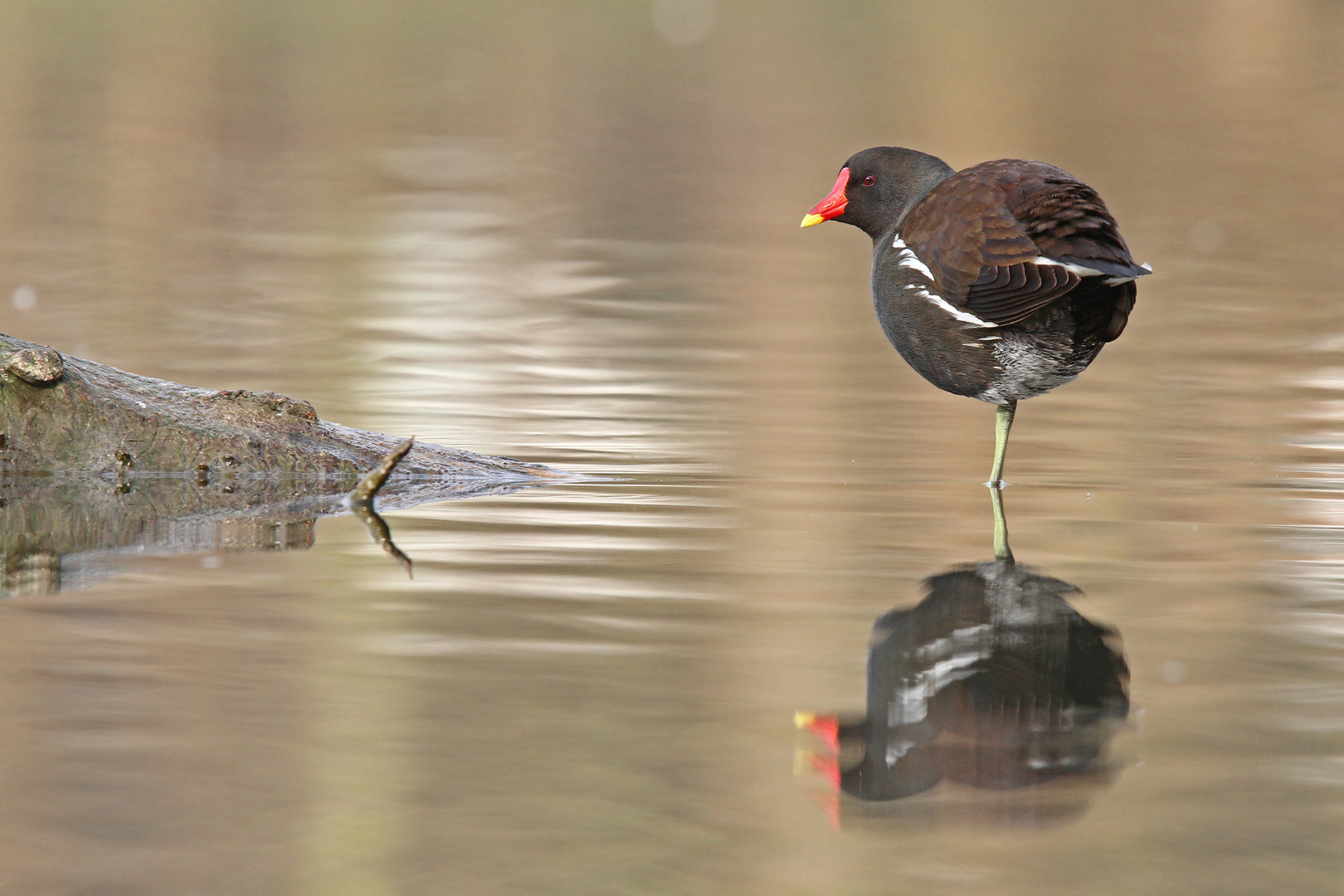 Teichhuhn