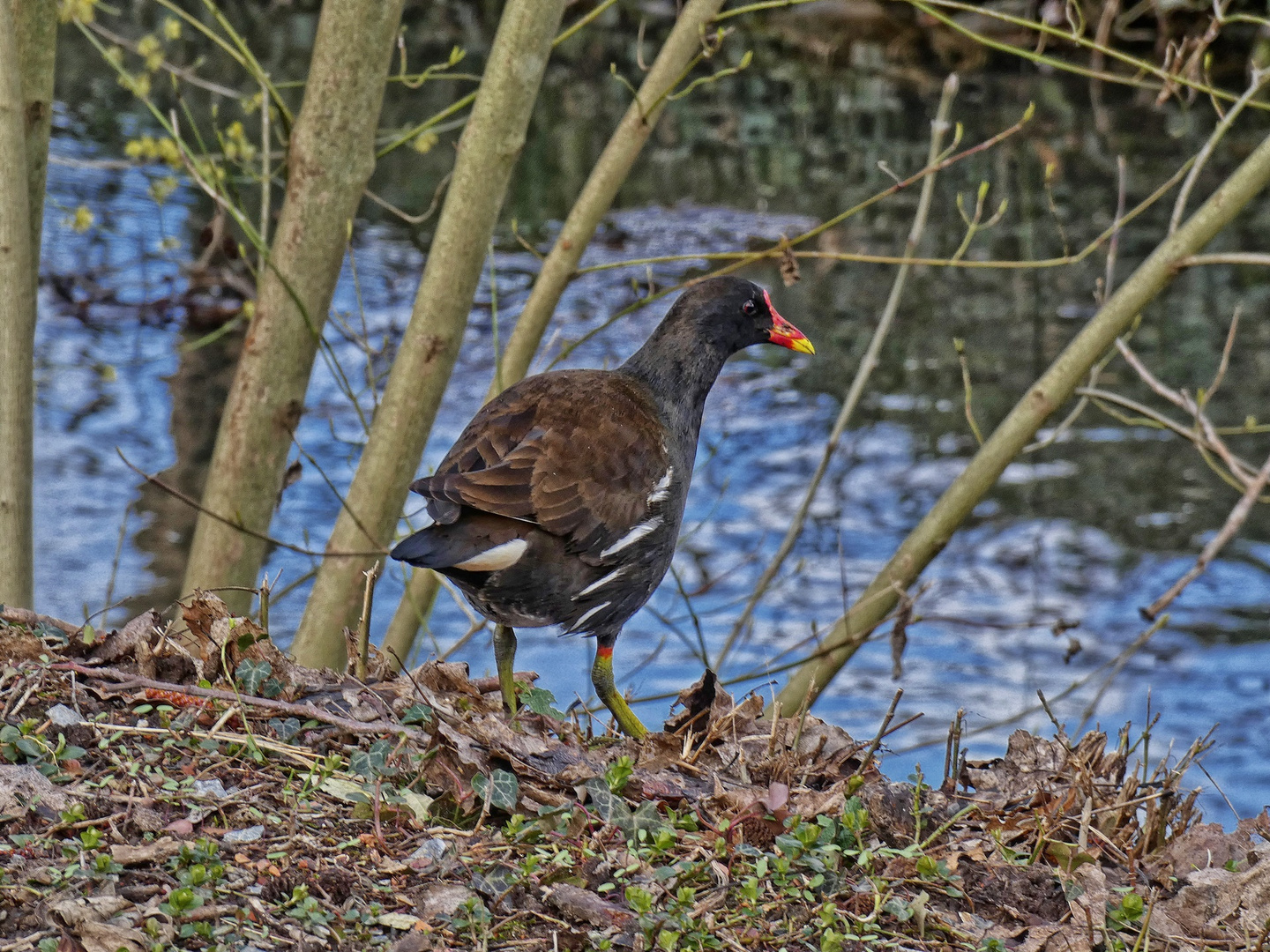 Teichhuhn