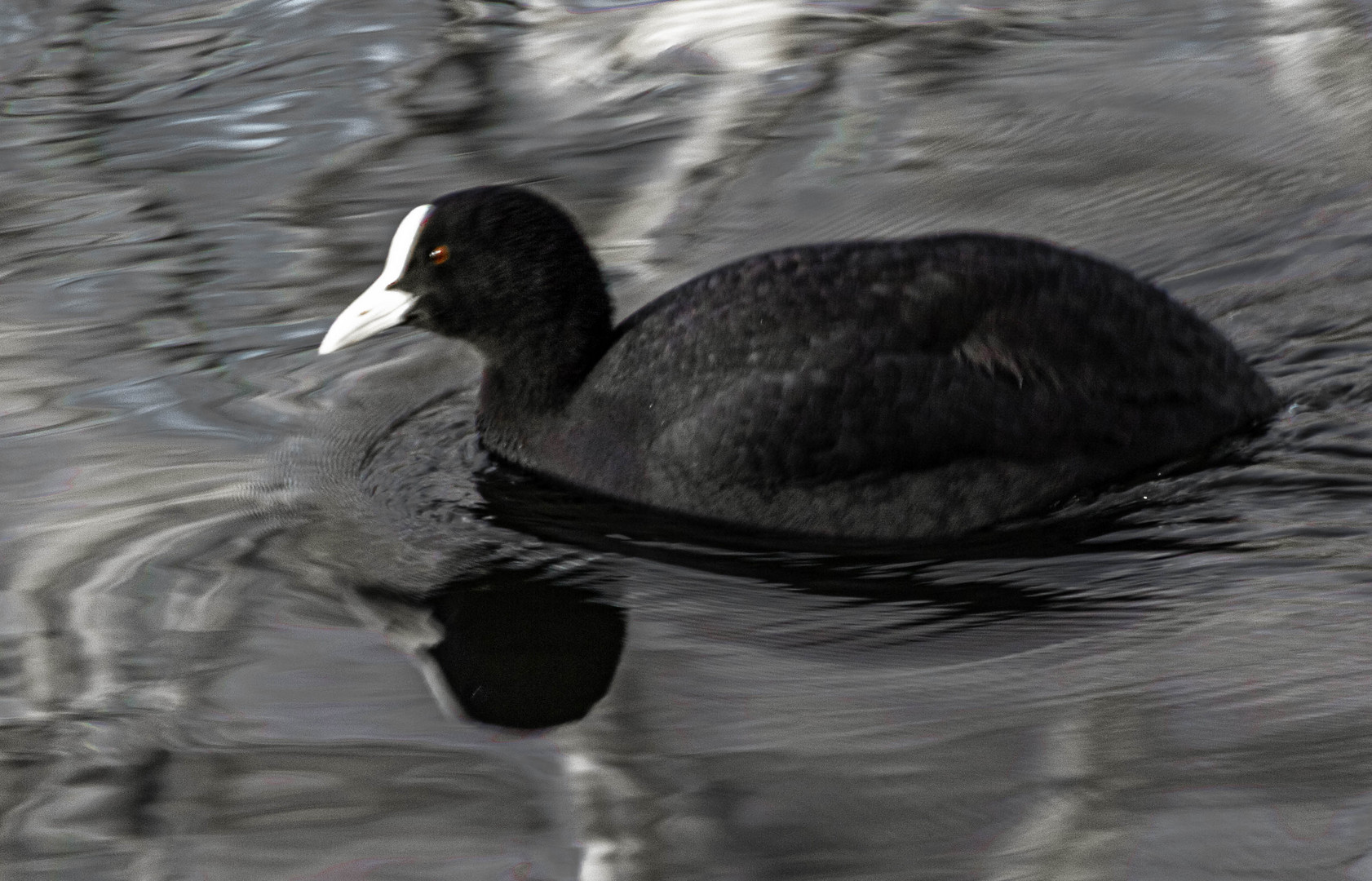 Teichhuhn