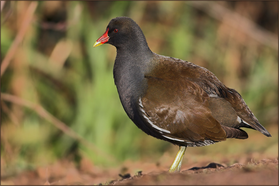 Teichhuhn