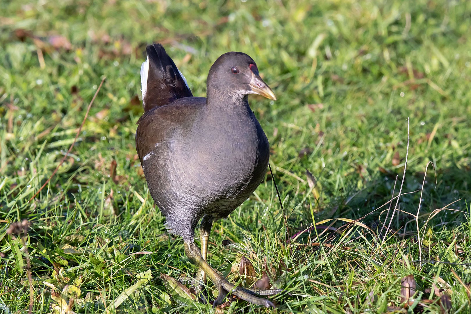 Teichhuhn