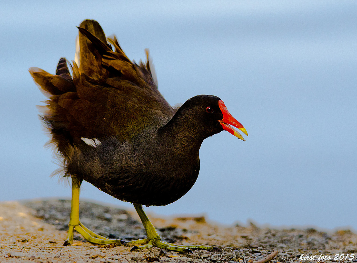 Teichhuhn