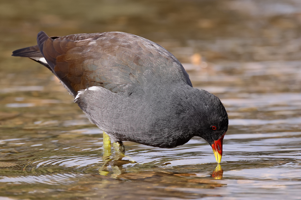 Teichhuhn