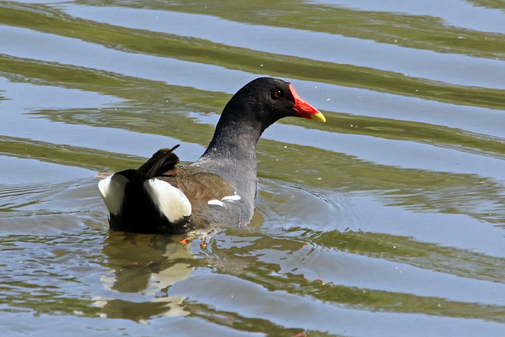 Teichhuhn