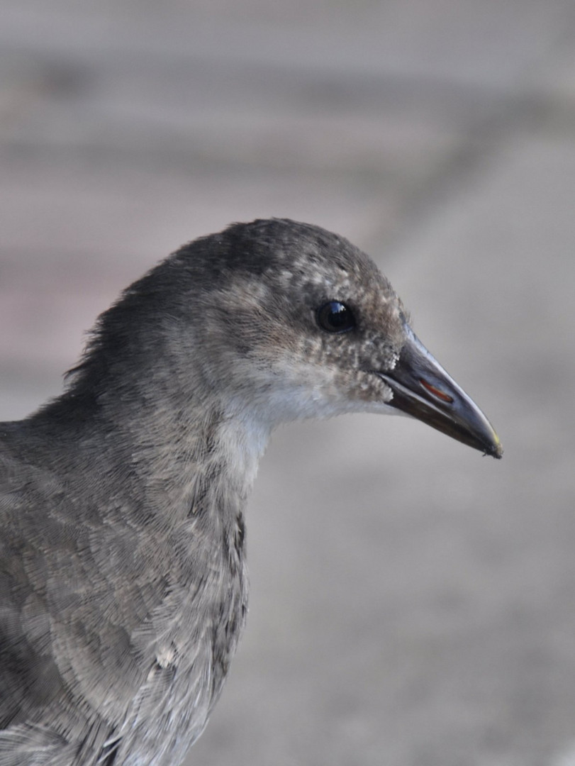 Teichhuhn