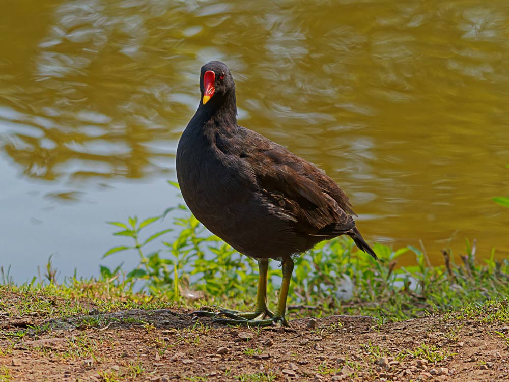 TEICHHUHN