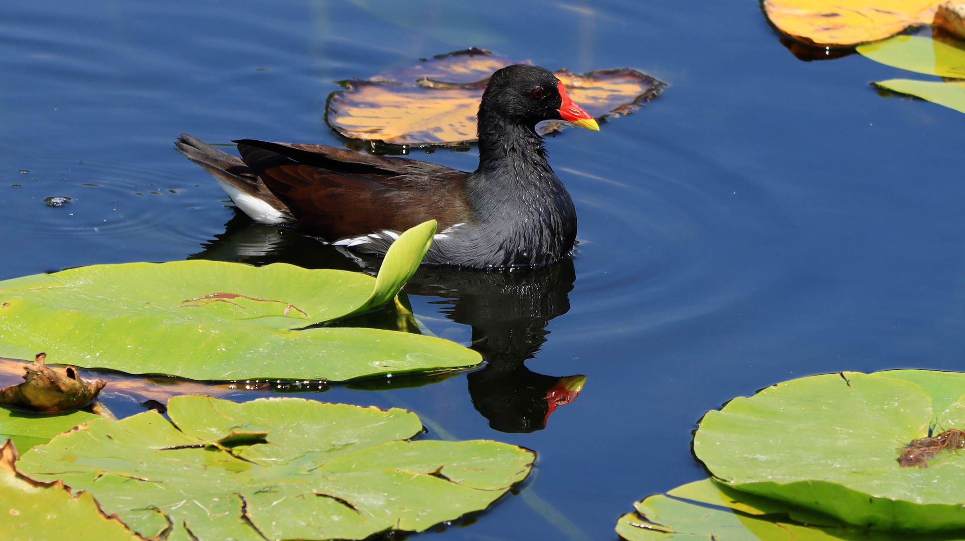 Teichhuhn