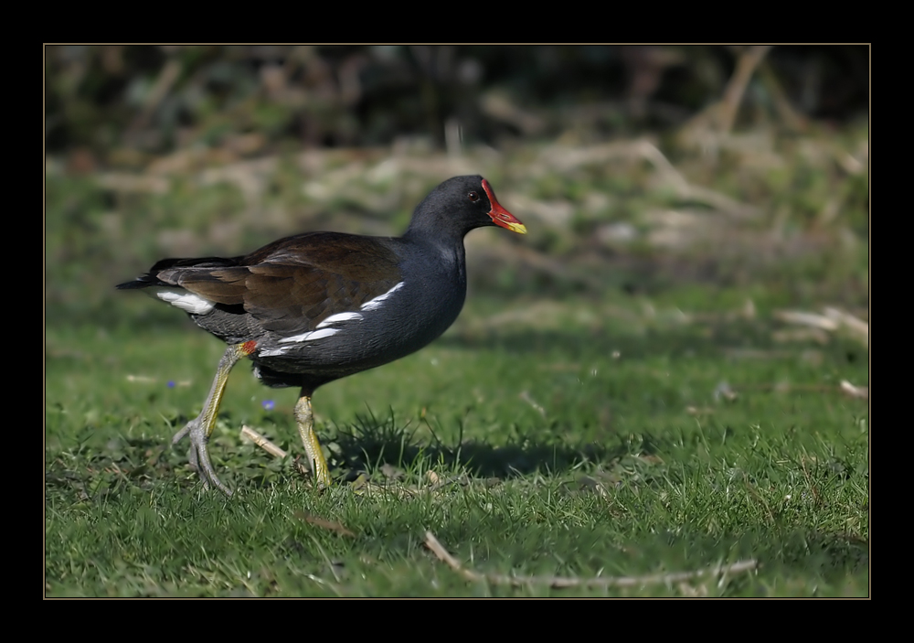 Teichhuhn