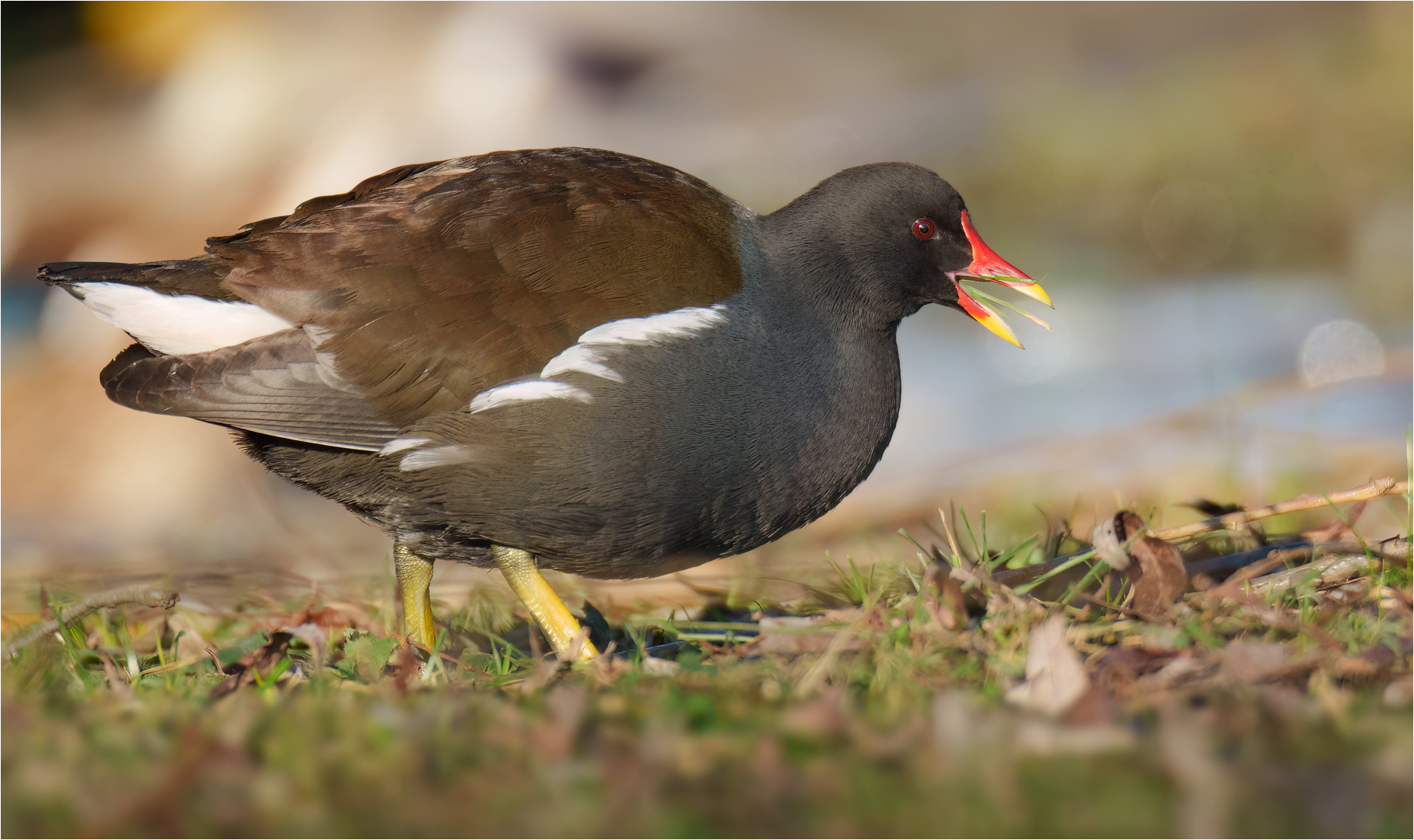 Teichhuhn