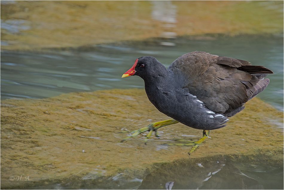 Teichhuhn