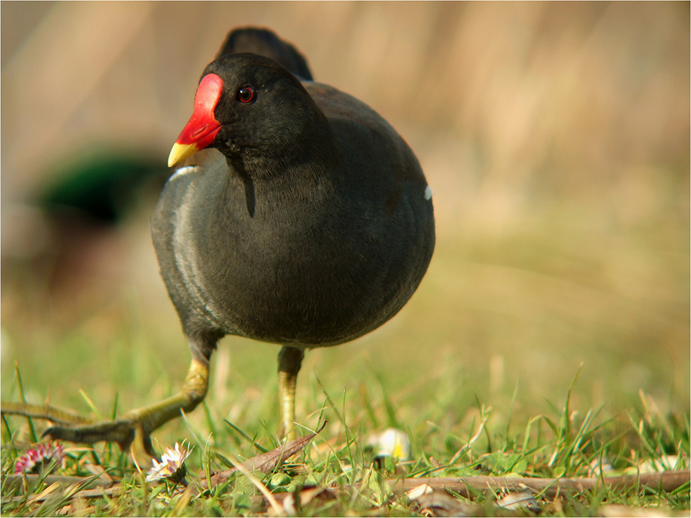 Teichhuhn