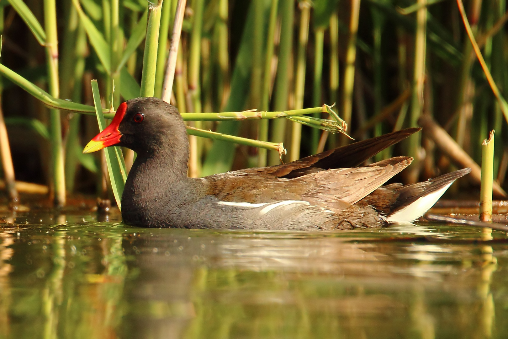 Teichhuhn