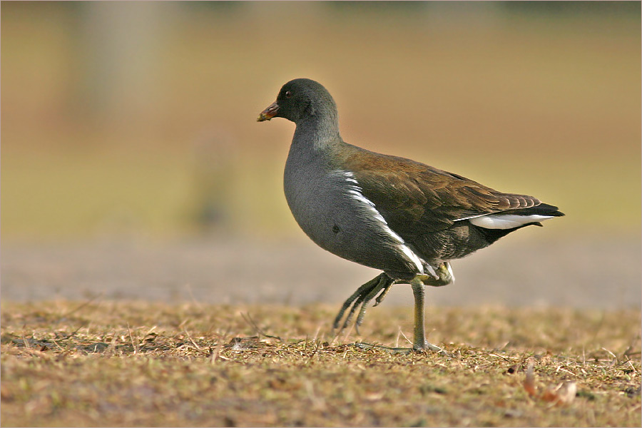 Teichhuhn