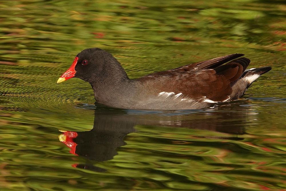 Teichhuhn