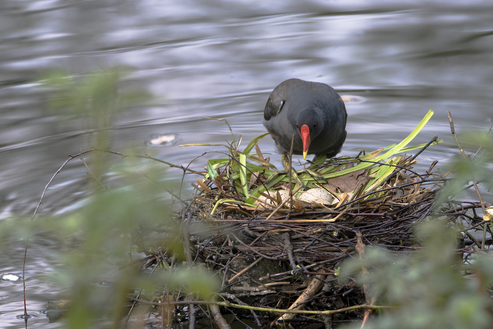 Teichhuhn