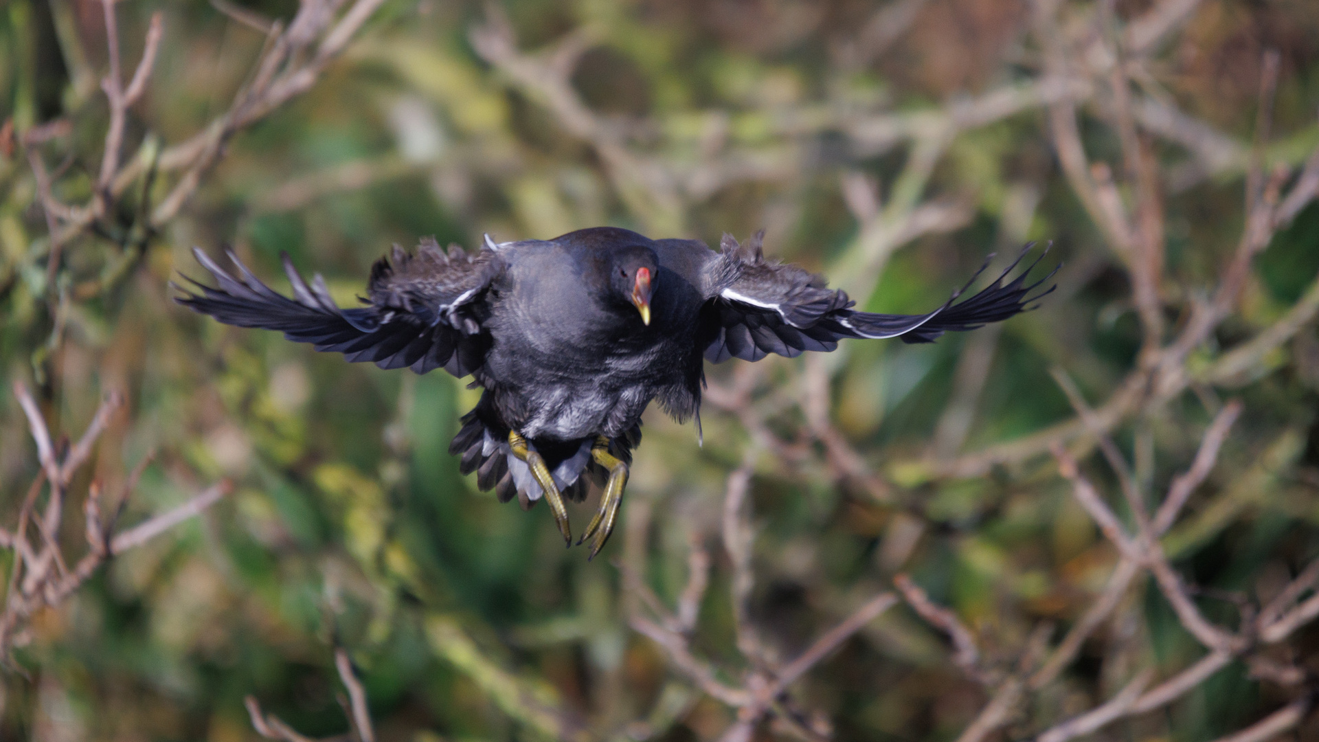 Teichhuhn Action I