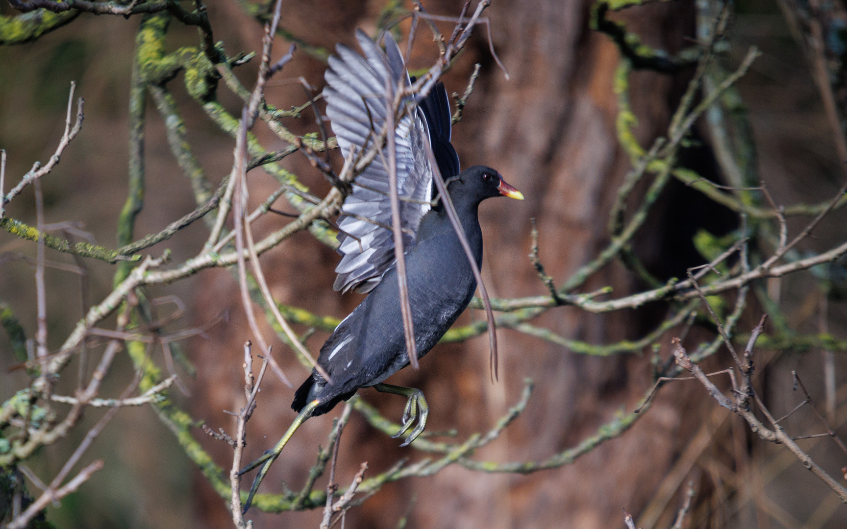 Teichhuhn Action IV