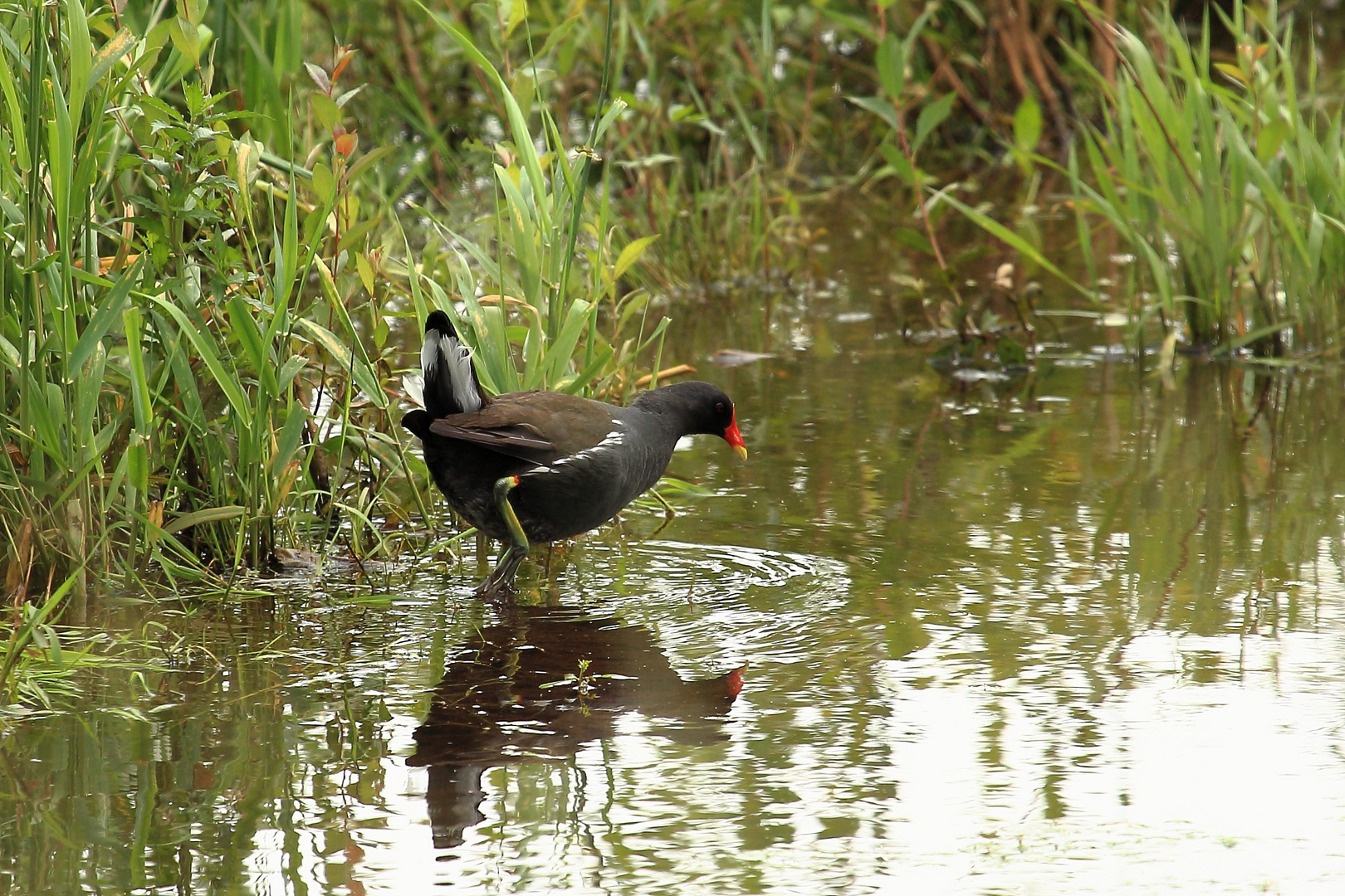 Teichhuhn