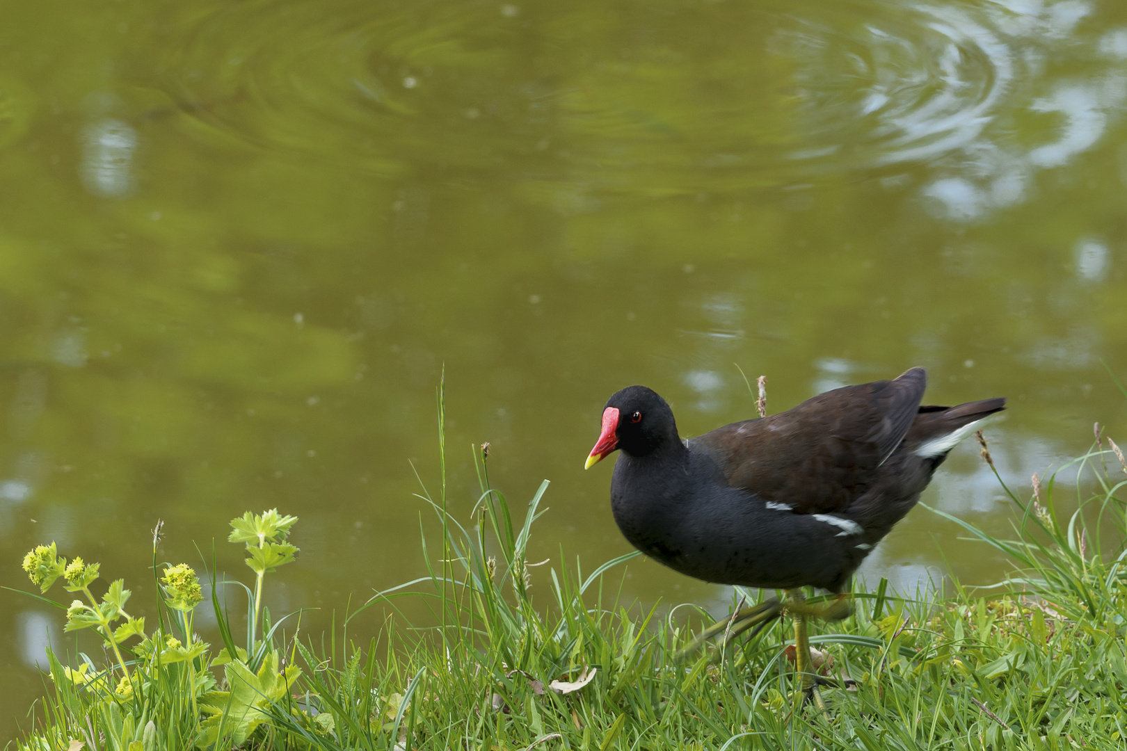 Teichhuhn Agathe...