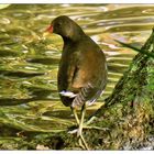 Teichhuhn am Langwassersee