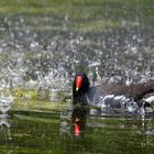 Teichhuhn am Wasservorhang