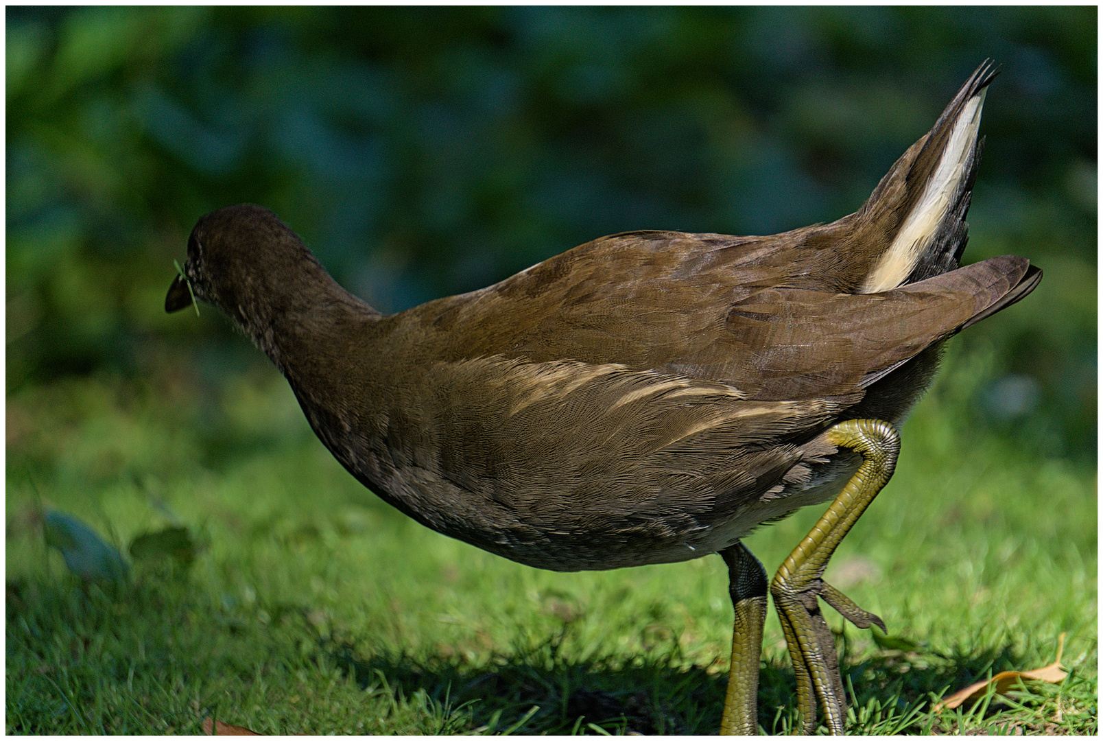 Teichhuhn an der Alster