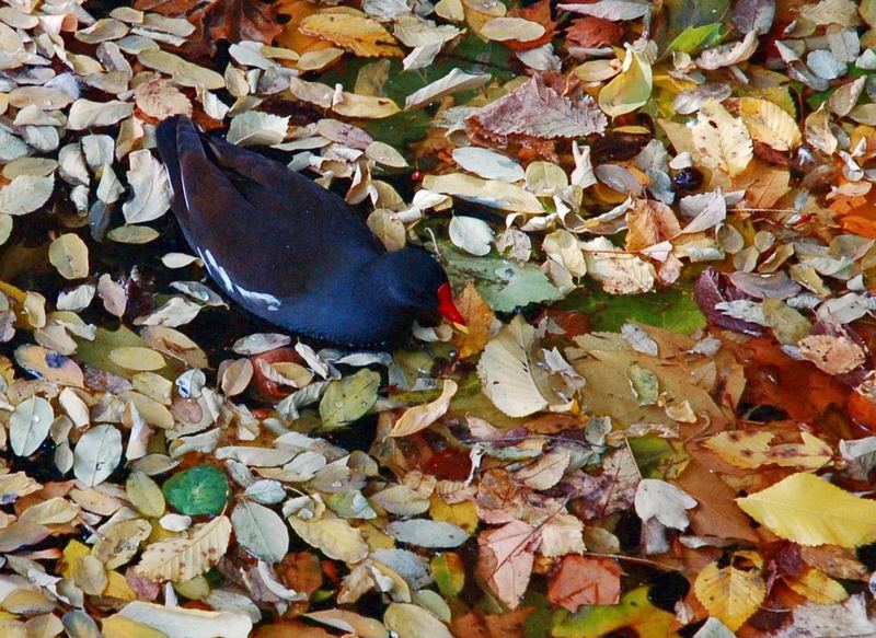 Teichhuhn an herbstlichem Blattsalat