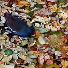 Teichhuhn an herbstlichem Blattsalat