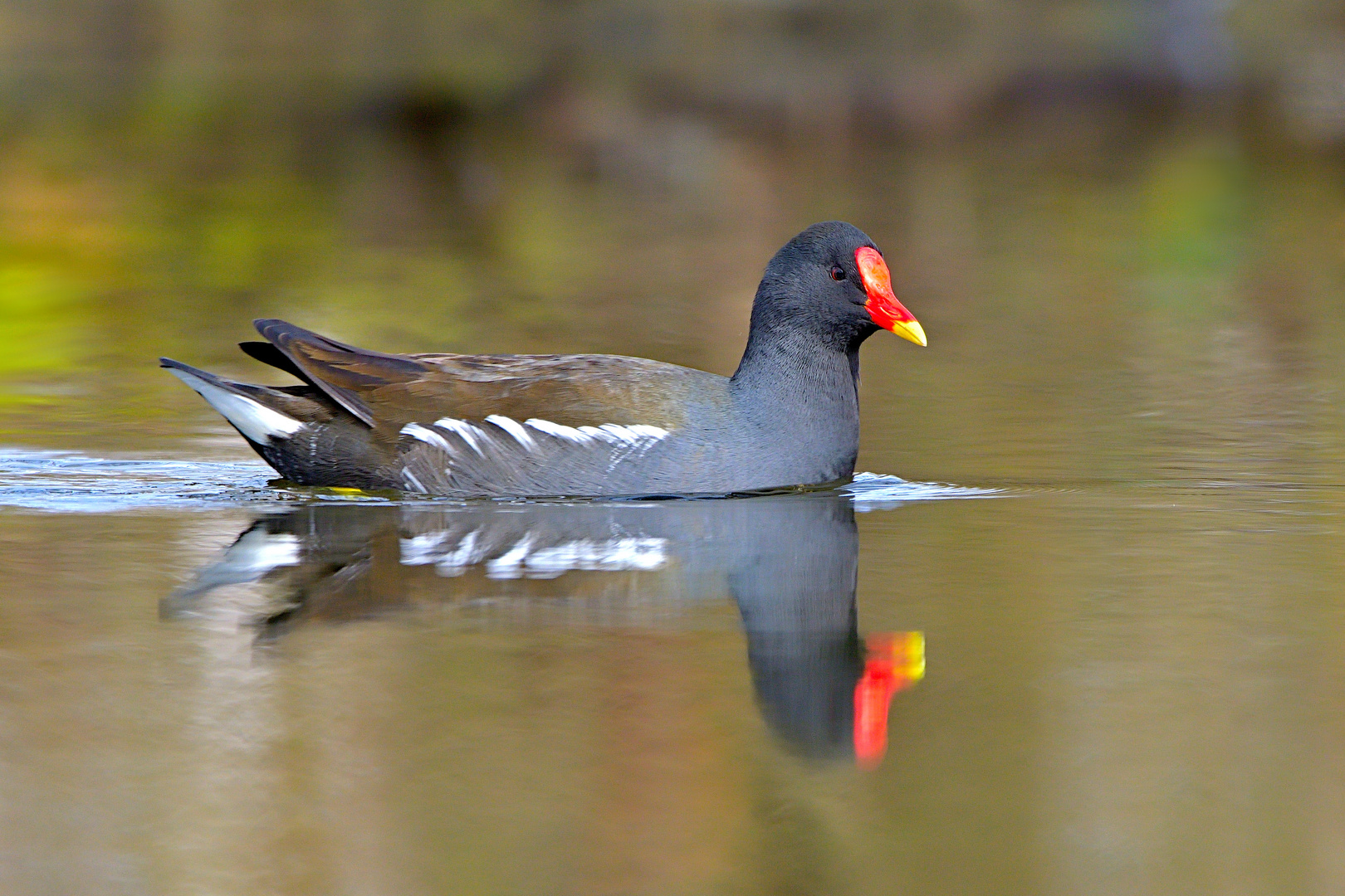 Teichhuhn, auch Teichralle (Gallinula chloropus)