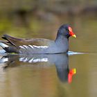 Teichhuhn, auch Teichralle (Gallinula chloropus)